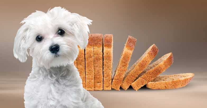 Can Dogs Eat Sourdough Bread?